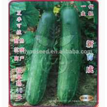 CU06 no.909 f1 sementes de pepino híbrido, sementes de pepino chinesas